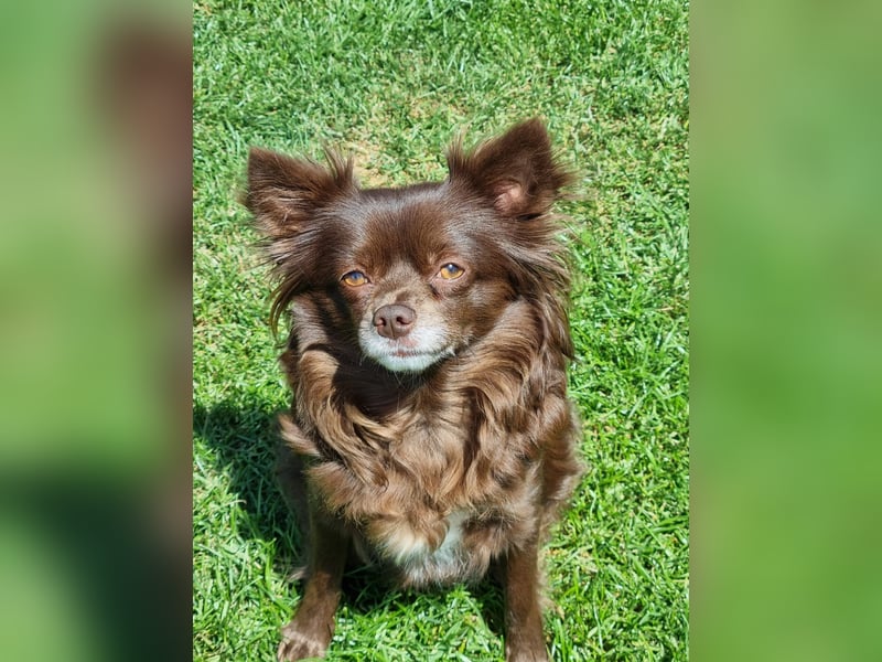Chihuahua Welpen