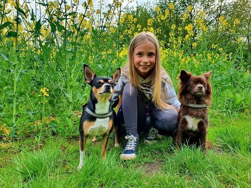Chihuahua Welpen
