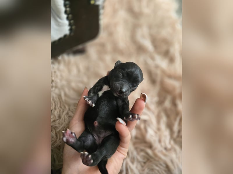 Chihuahua Welpen