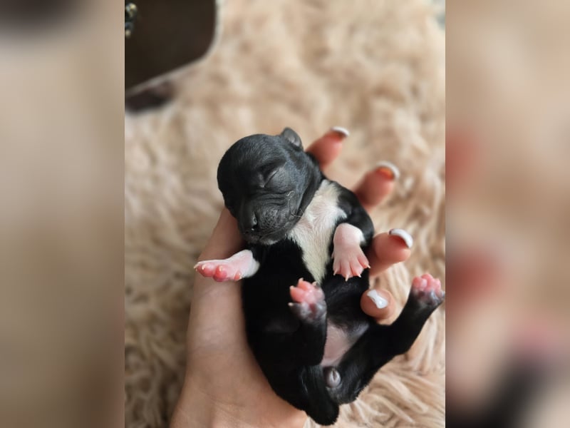 Chihuahua Welpen