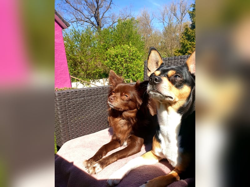 Chihuahua Welpen