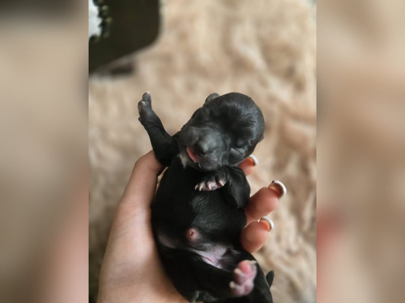 Chihuahua Welpen