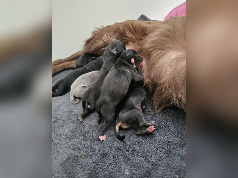 Chihuahua Welpen