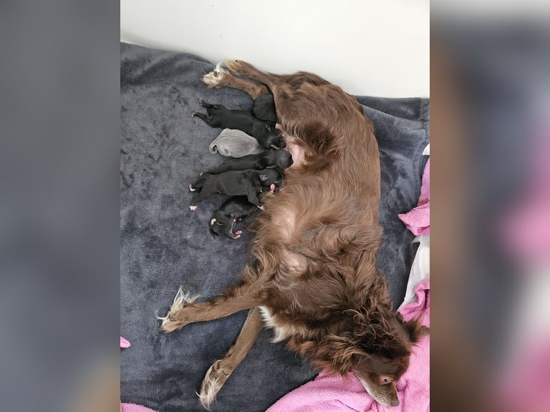 Chihuahua Welpen