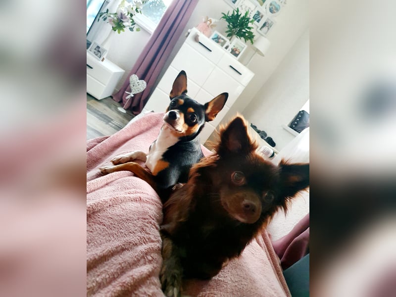 Chihuahua Welpen