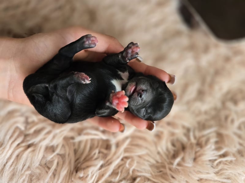 Chihuahua Welpen