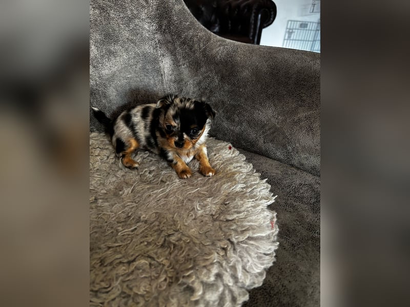 Chihuahua Welpen, Langhaarig