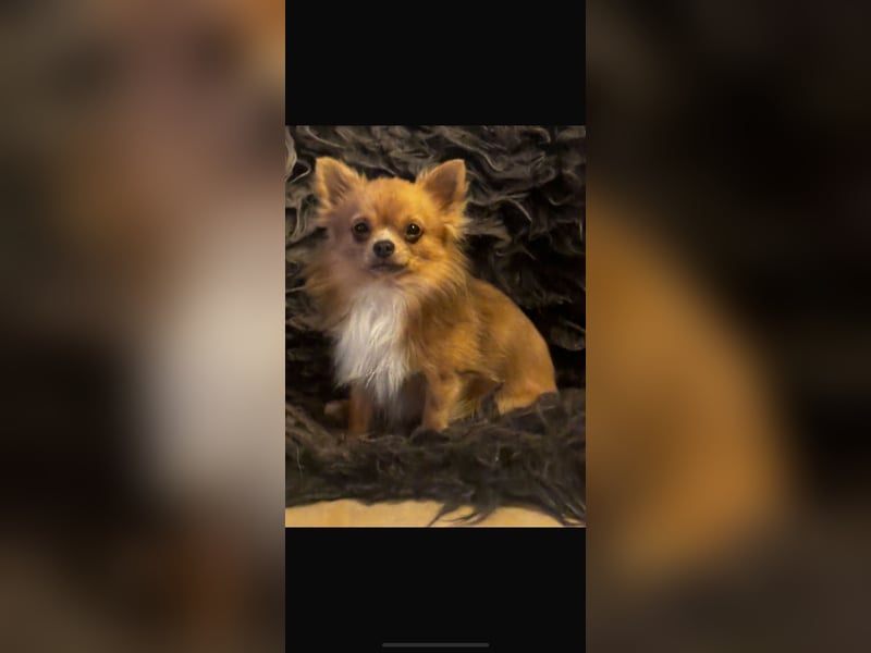 Chihuahua Welpen, Langhaarig
