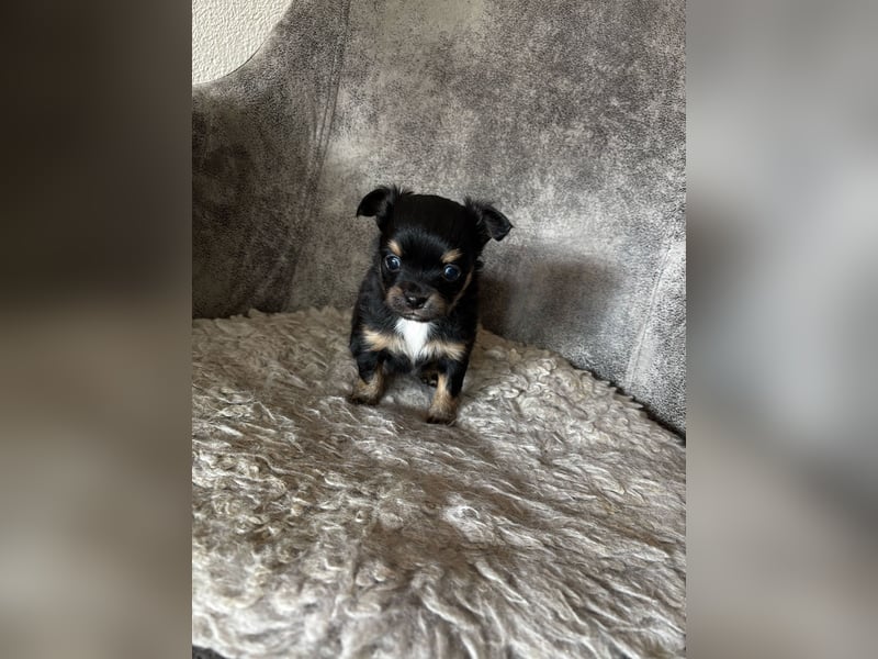 Chihuahua Welpen, Langhaarig