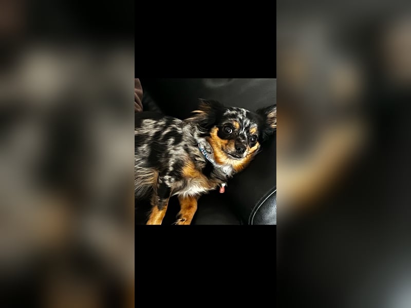 Chihuahua Welpen, Langhaarig