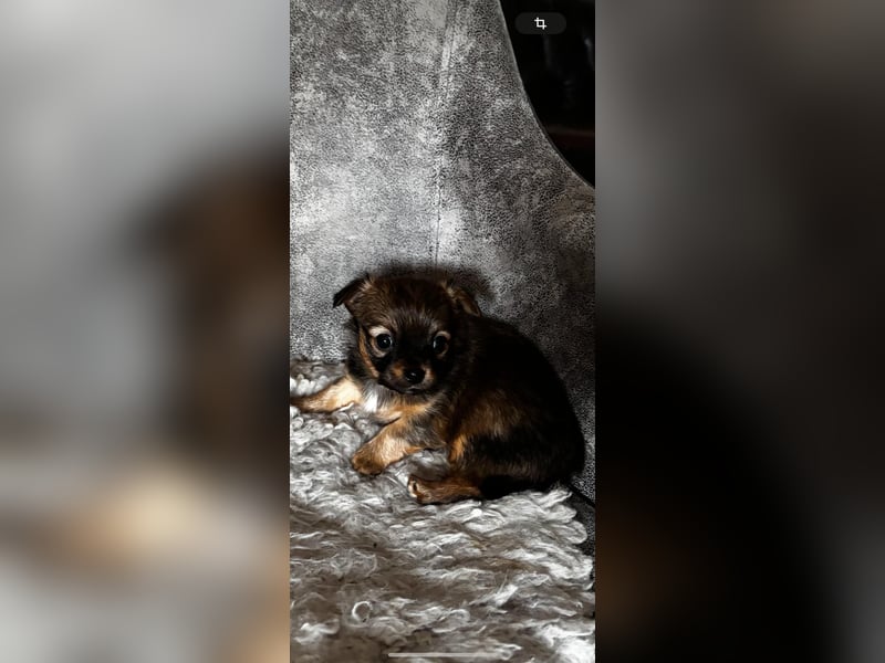 Chihuahua Welpen, Langhaarig