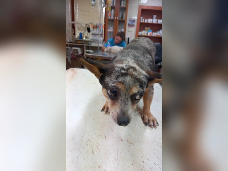 Merle 2 PP – Kleine Chihuahua-Dame sucht liebevolle Menschen