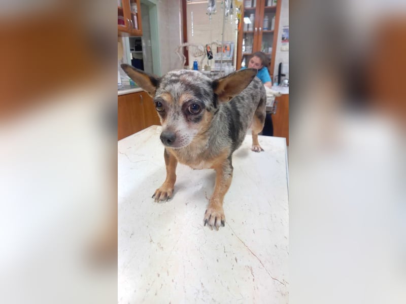 Merle 2 PP – Kleine Chihuahua-Dame sucht liebevolle Menschen
