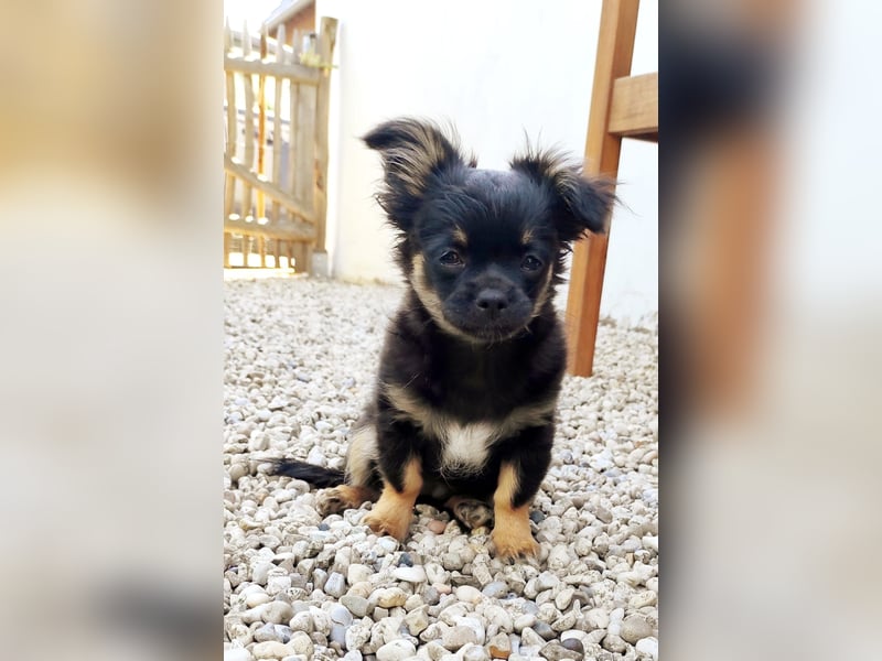 Chihuahua langhaar Welpe aus Top Aufzucht Black&Tan