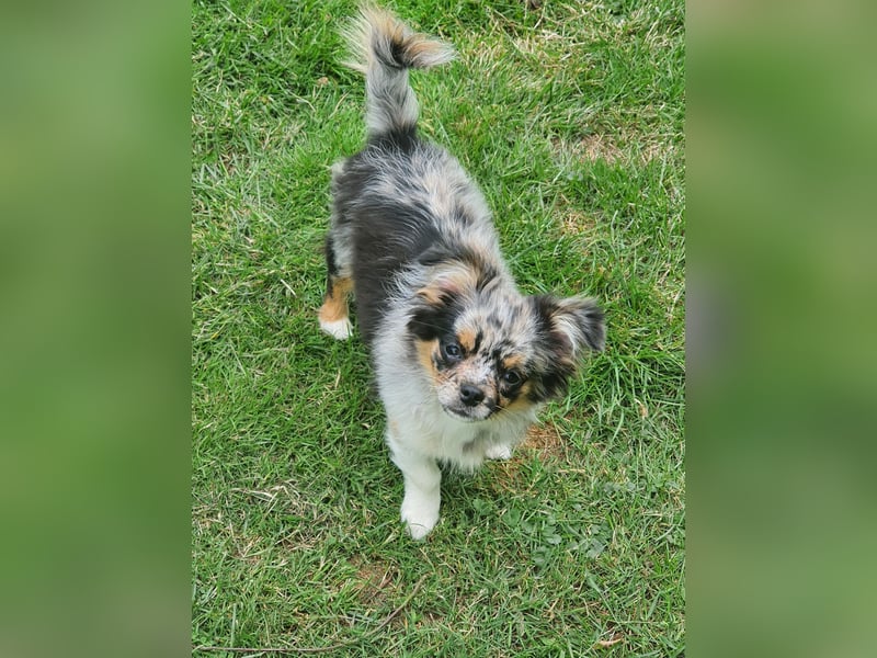 Chihuahua langhaar Welpe aus Top Aufzucht Black&Tan
