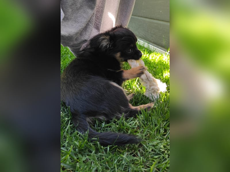 Chihuahua langhaar Welpe aus Top Aufzucht Black&Tan
