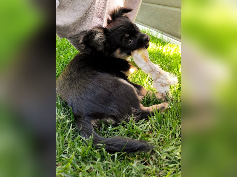 Chihuahua langhaar Welpe aus Top Aufzucht Black&Tan