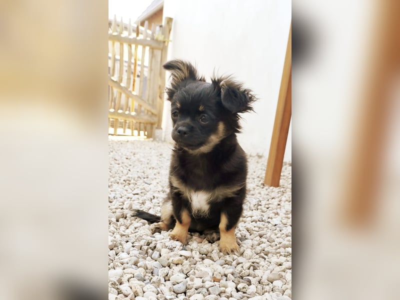 Chihuahua langhaar Welpe aus Top Aufzucht Black&Tan