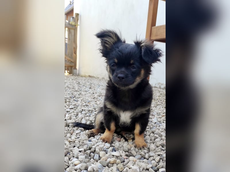 Chihuahua langhaar Welpe aus Top Aufzucht Black&Tan