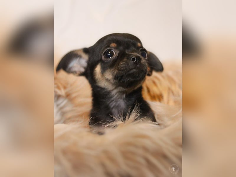 Chihuahuawelpen