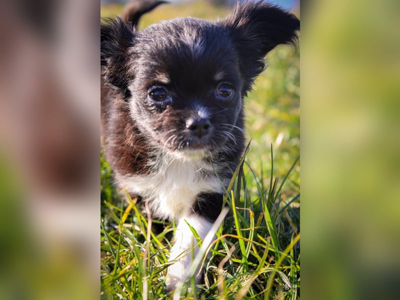Chihuahuawelpen