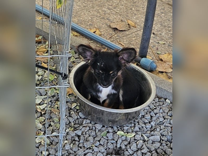 Chihuahuawelpen