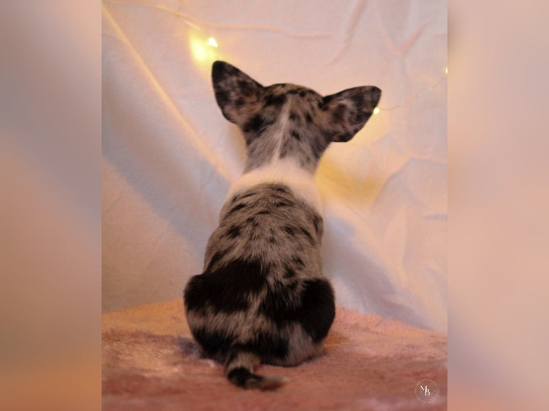 Chihuahuawelpen