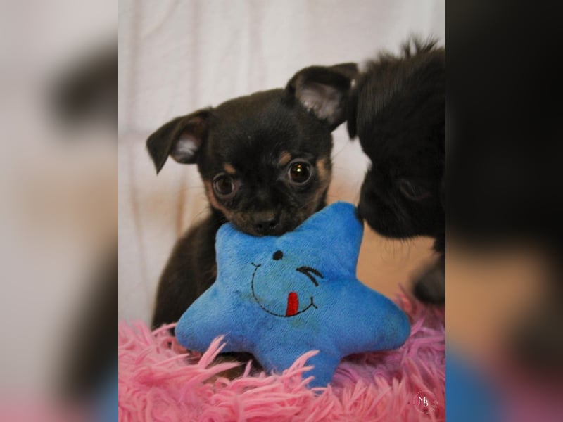 Chihuahuawelpen