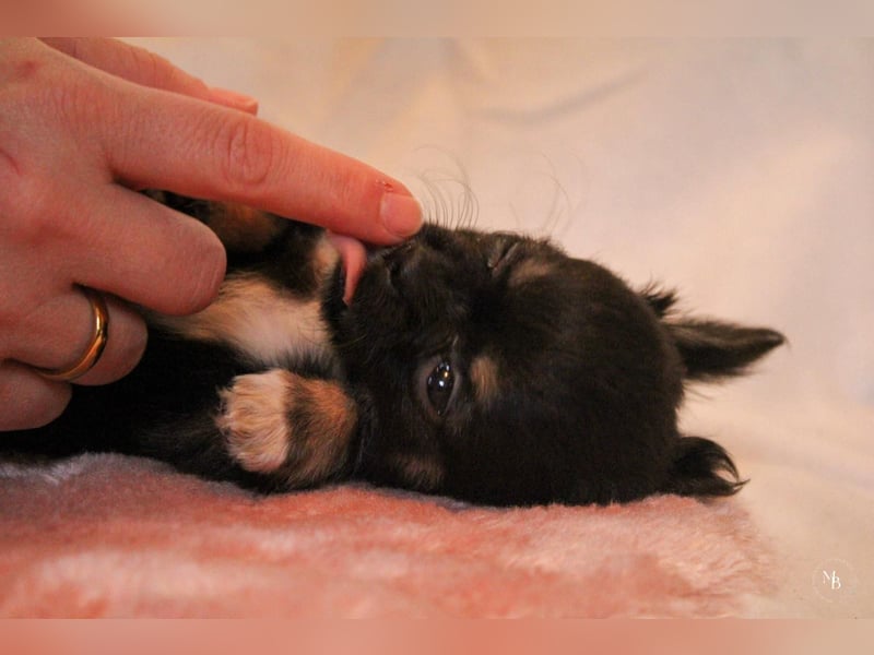 Chihuahuawelpen