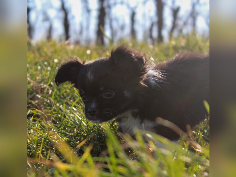 Chihuahuawelpen