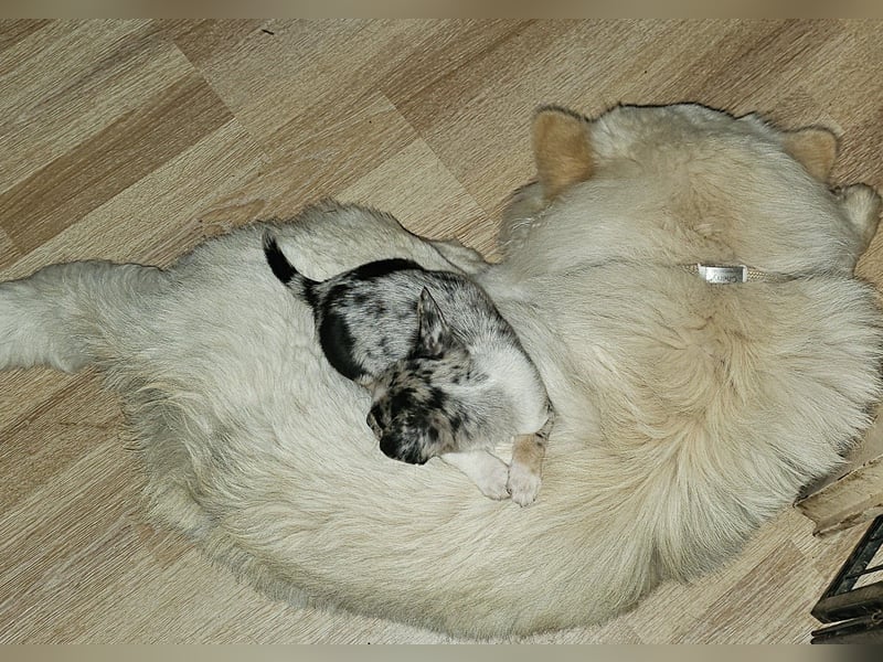 Chihuahuawelpen
