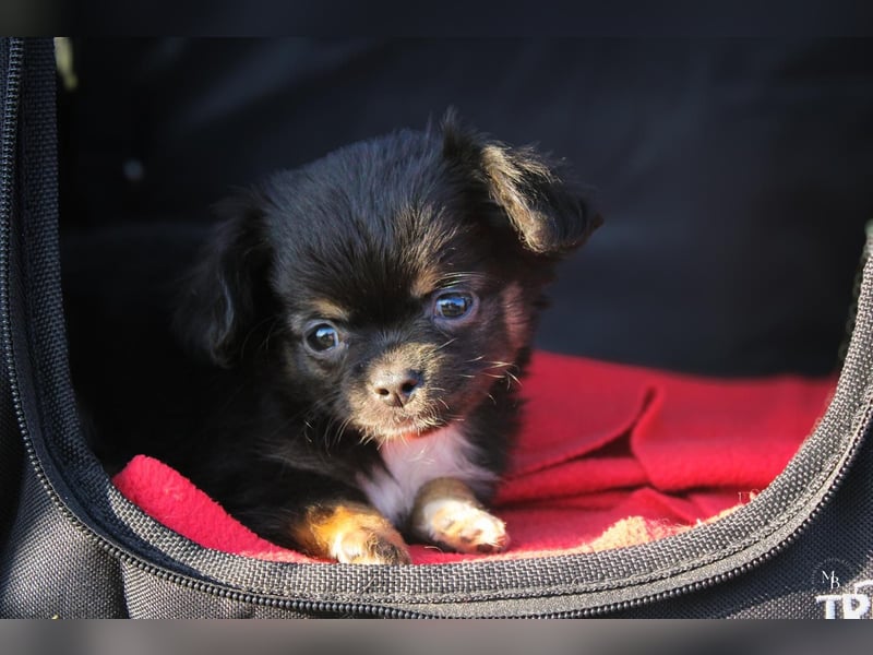 Chihuahuawelpen