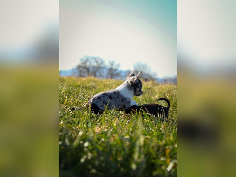 Chihuahuawelpen