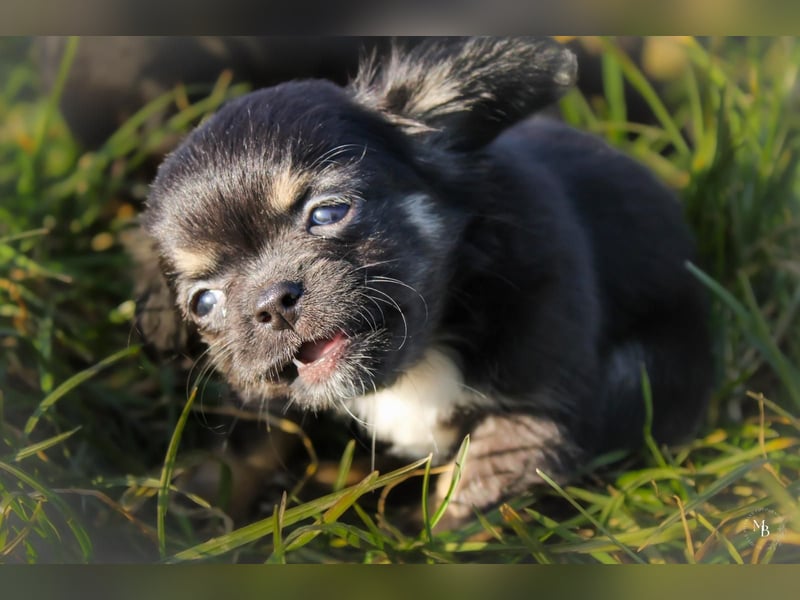 Chihuahuawelpen