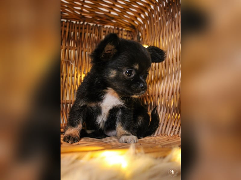 Chihuahuawelpen