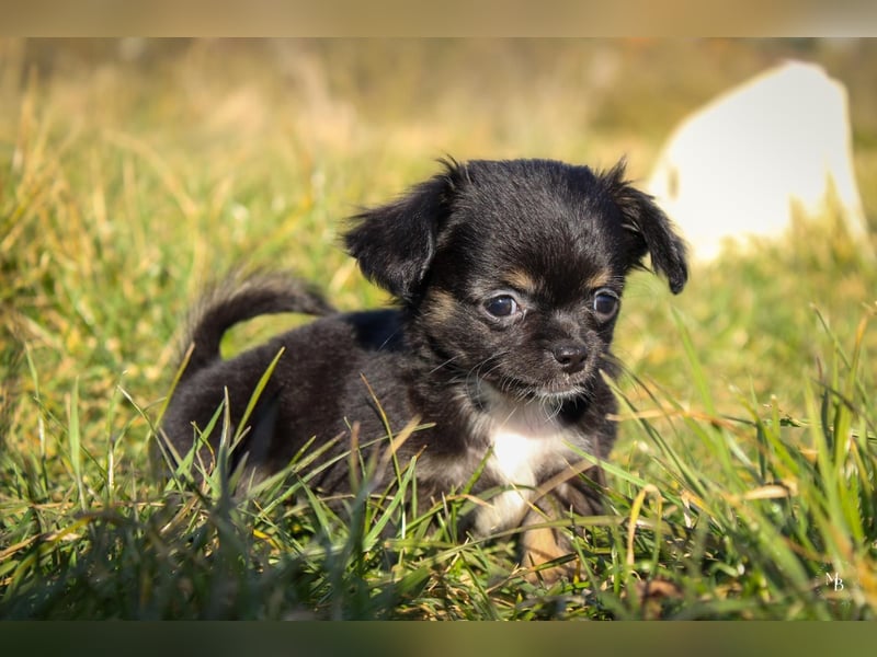 Chihuahuawelpen