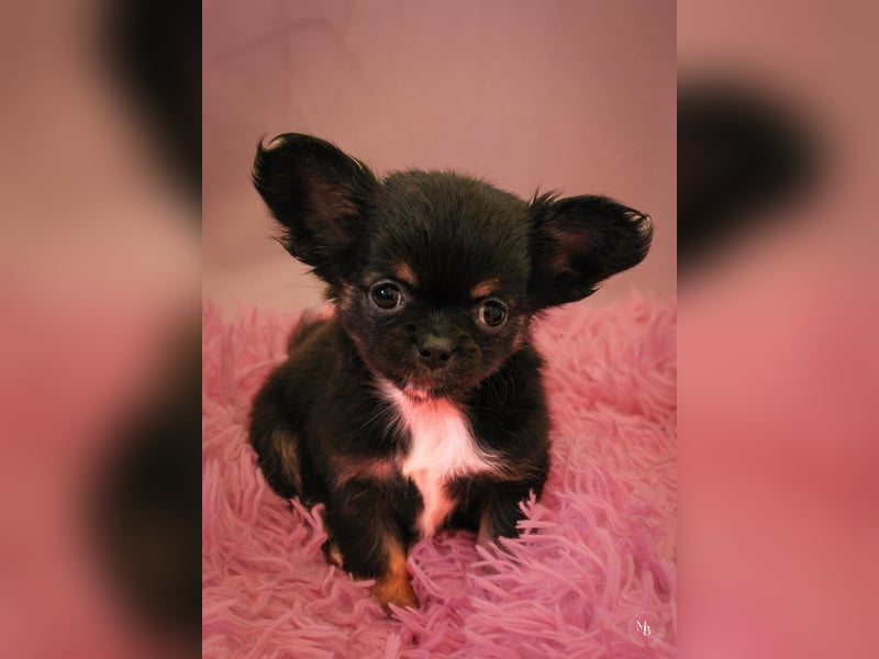 Chihuahuawelpen