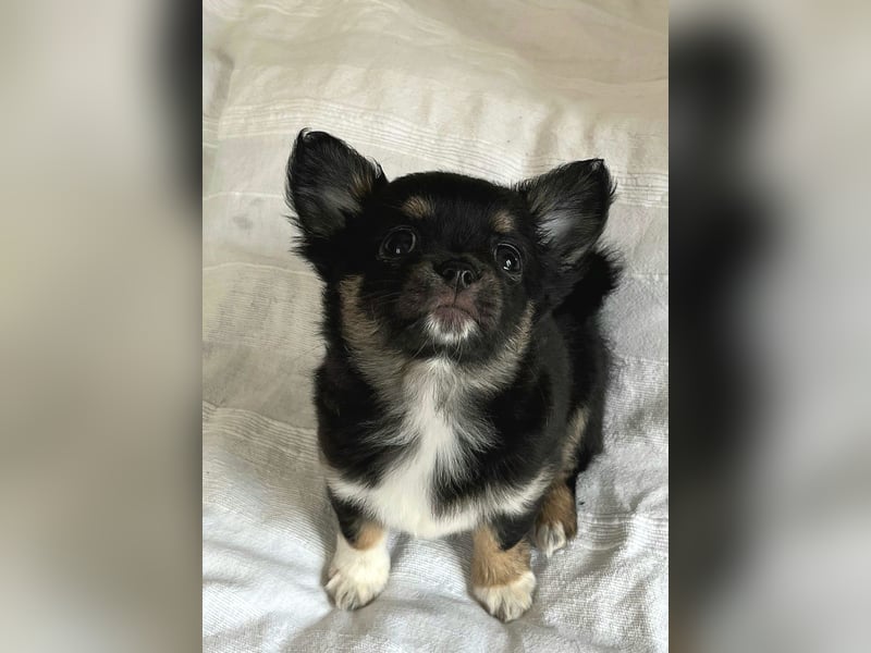 Fröhliche Chihuahua-Hùndin