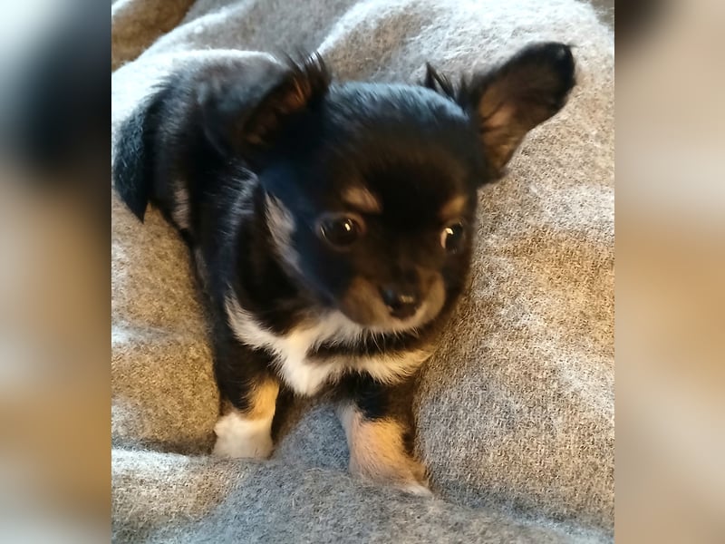 Fröhliche Chihuahua-Hùndin