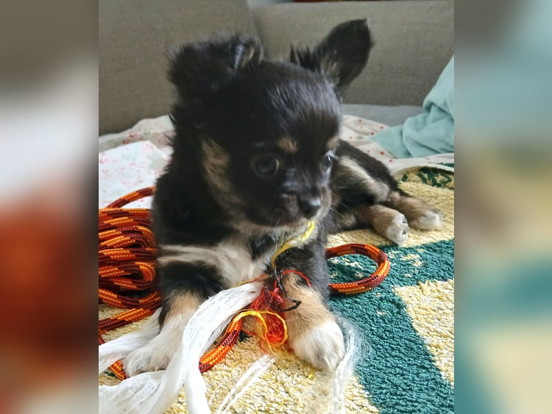 Fröhliche Chihuahua-Hùndin