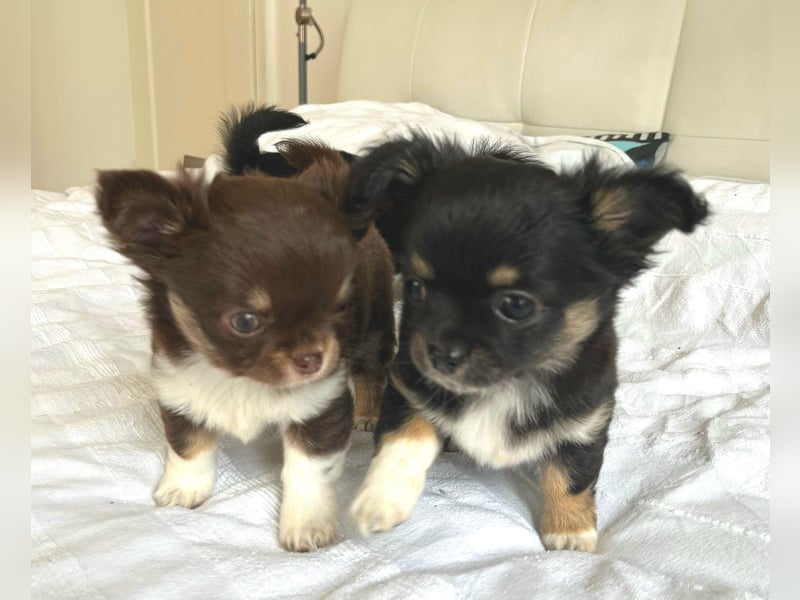 Fröhliche Chihuahua-Hùndin