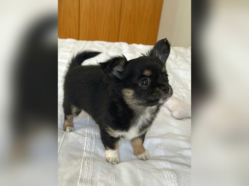 Fröhliche Chihuahua-Hùndin