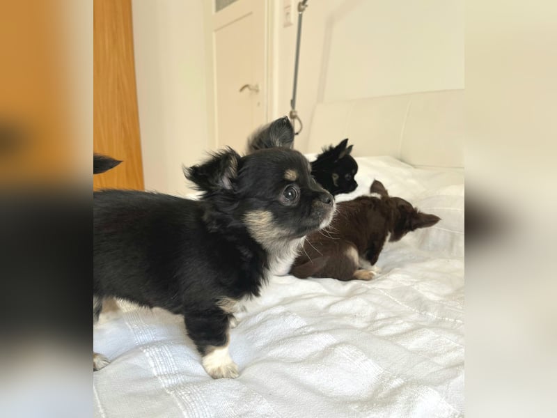 Fröhliche Chihuahua-Hùndin