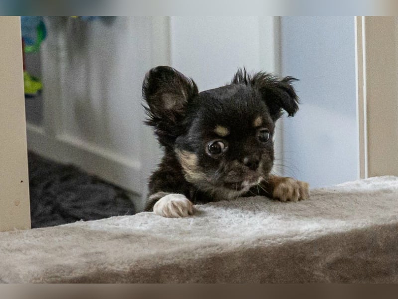 Fröhliche Chihuahua-Hùndin