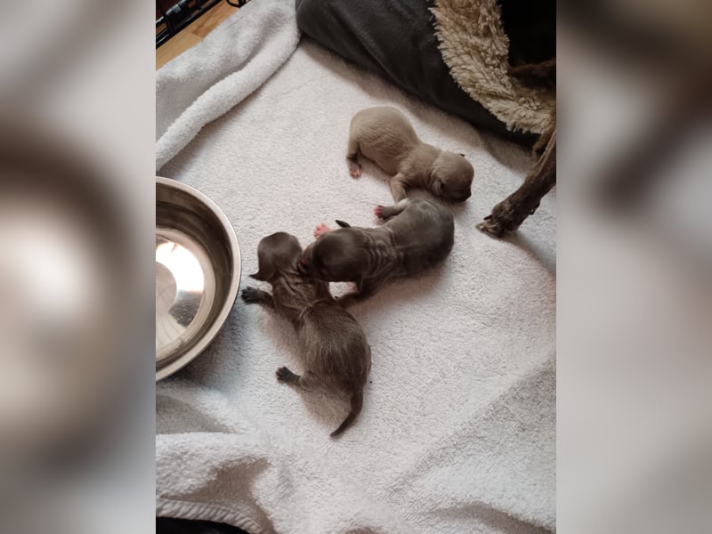 Chihuahua Welpen