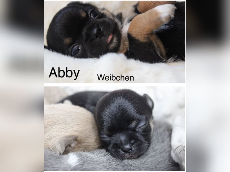Reinrassige Chihuahua Welpen Kurzhaar