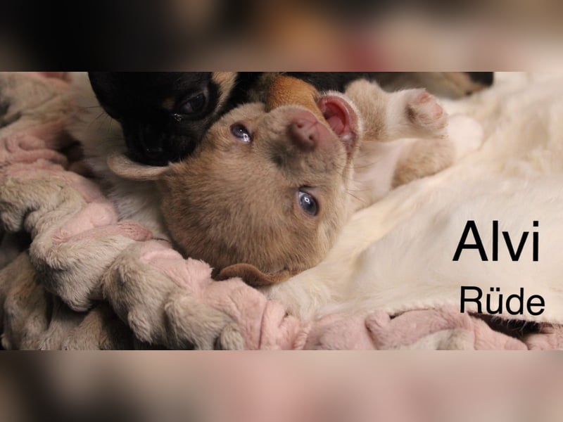 Reinrassige Chihuahua Welpen Kurzhaar