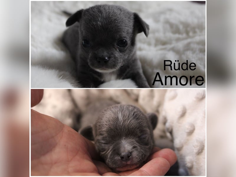 Reinrassige Chihuahua Welpen Kurzhaar