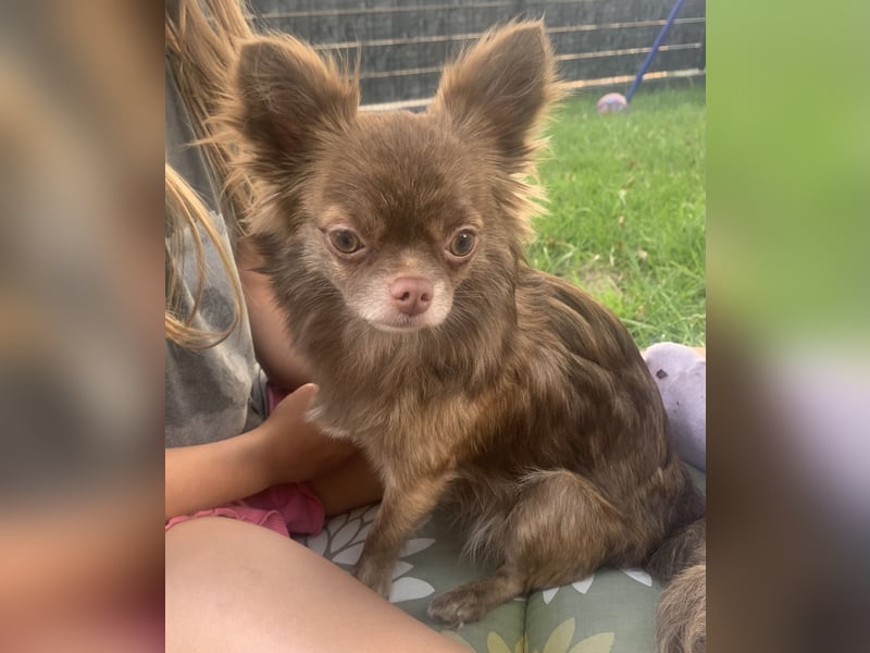 Reinrassige Chihuahua Welpen Kurzhaar