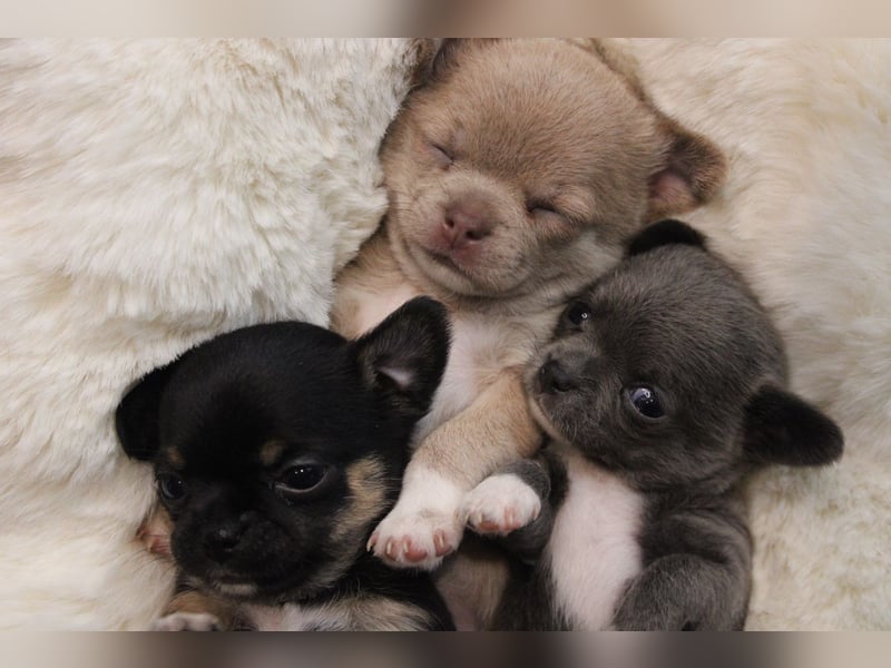 Reinrassige Chihuahua Welpen Kurzhaar